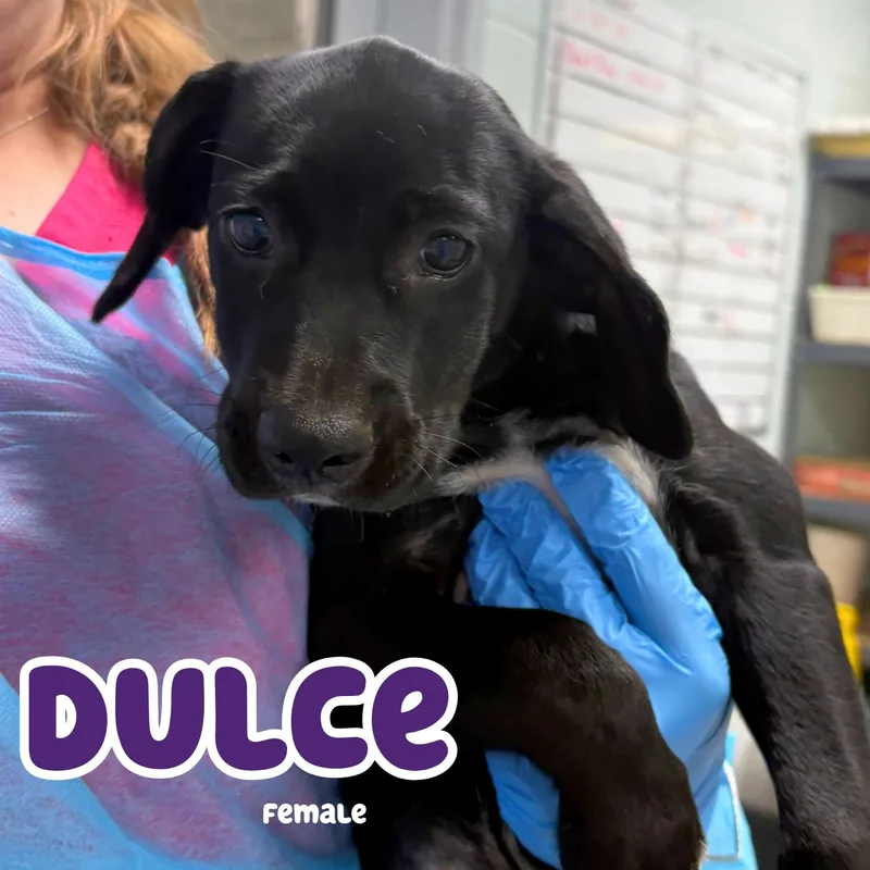 A baby medium-sized female Black Border Collie dog named Dulce for adoption in Bardstown, KY