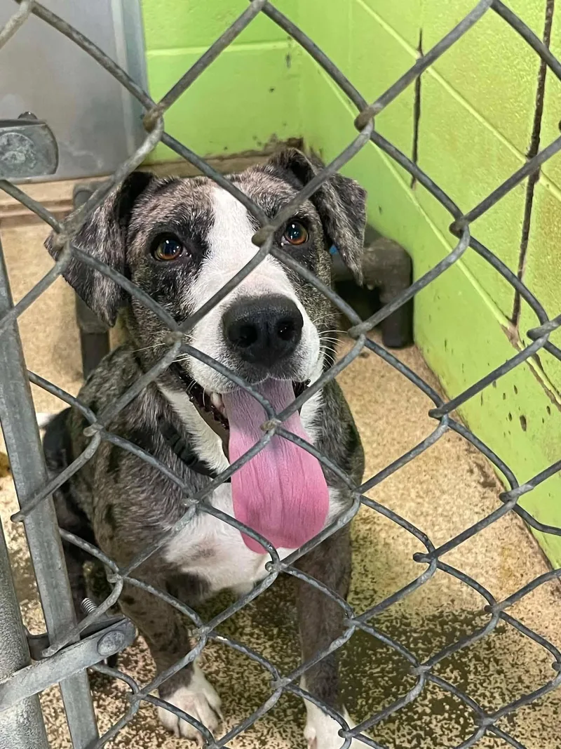 An adult medium-sized female Black Australian Shepherd dog named Tru for adoption in Fort Payne, AL