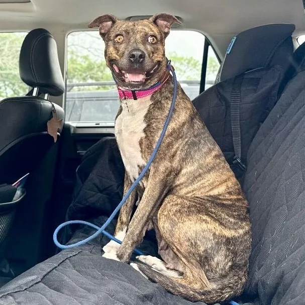 Rainee Bee The Brindle