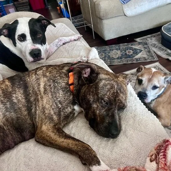 Rainee Bee The Brindle thumbnail 2