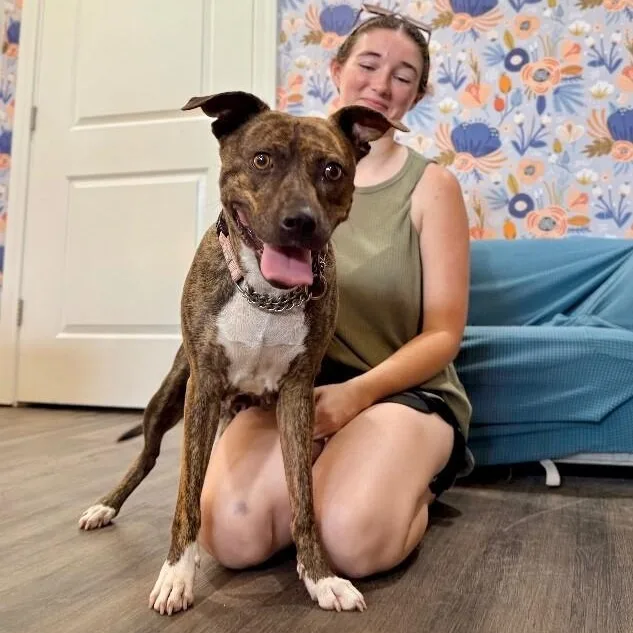 Rainee Bee The Brindle thumbnail 3