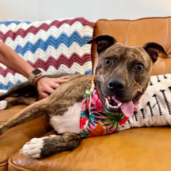 Rainee Bee The Brindle thumbnail 4