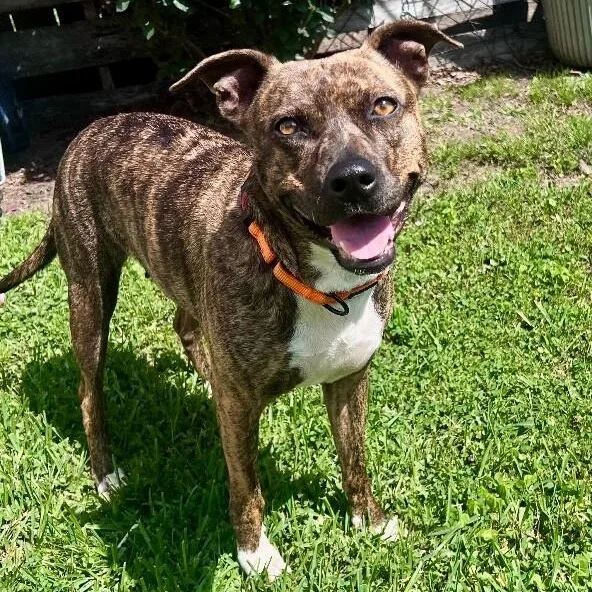 Rainee Bee The Brindle thumbnail 5