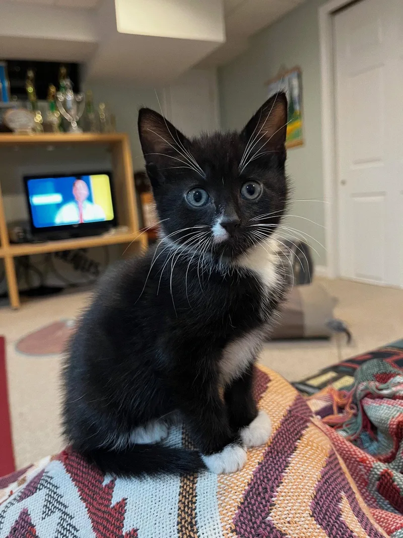 Ophelia  Willow Grove