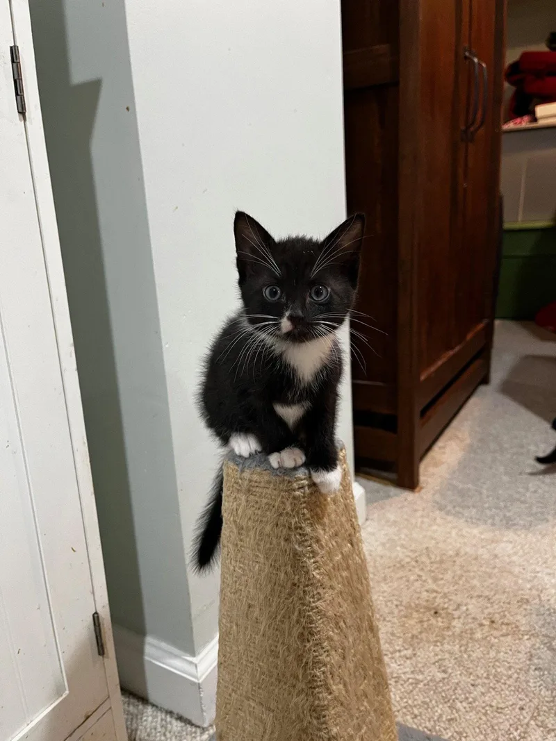 Ophelia  Willow Grove thumbnail 2