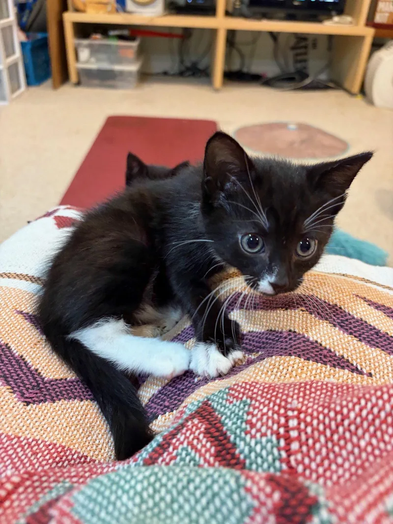 Ophelia  Willow Grove thumbnail 3