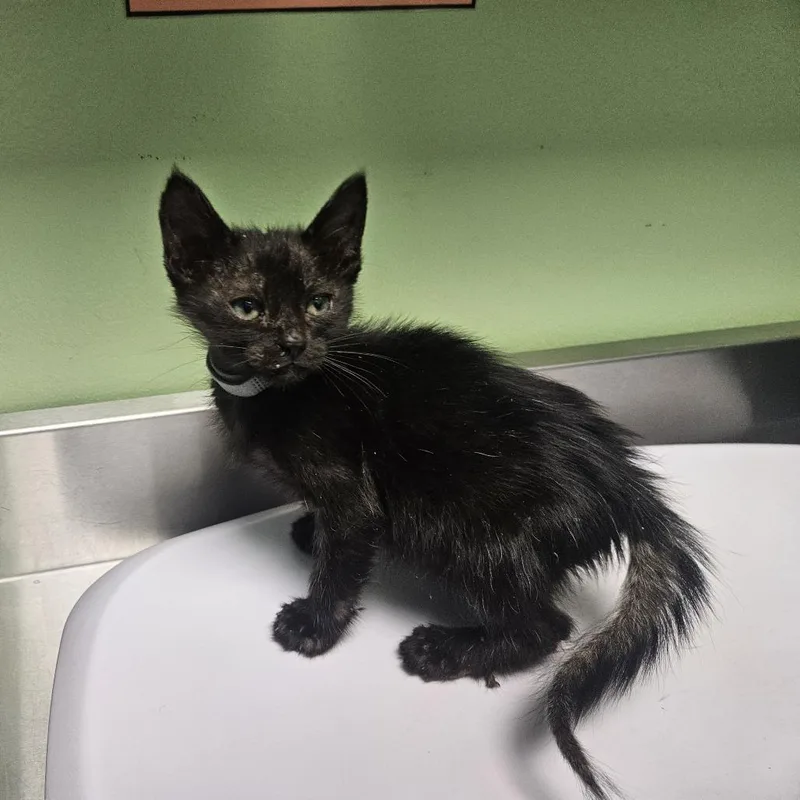 A baby small-sized male Black Domestic Short Hair cat named Quickshot for adoption in Austin, TX