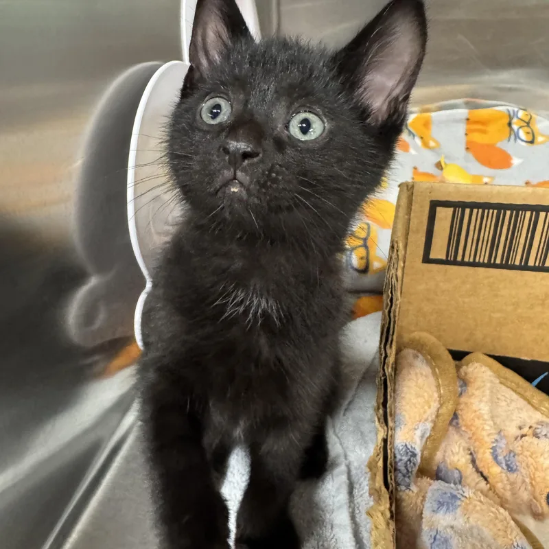 A baby medium-sized male Black Domestic Short Hair cat named Ferguson for adoption in Battle Creek, MI