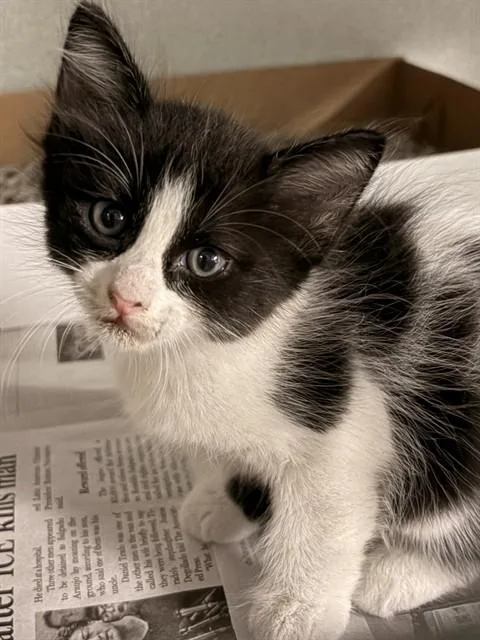 A baby medium-sized female Domestic Short Hair cat named Bubbles for adoption in Dallas, TX