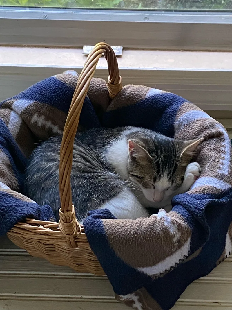 Cannoli thumbnail 5