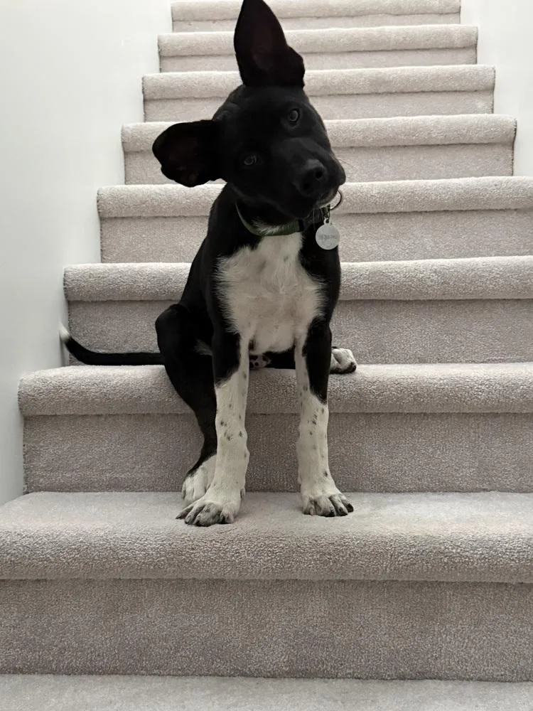 Cassian aka Onyx