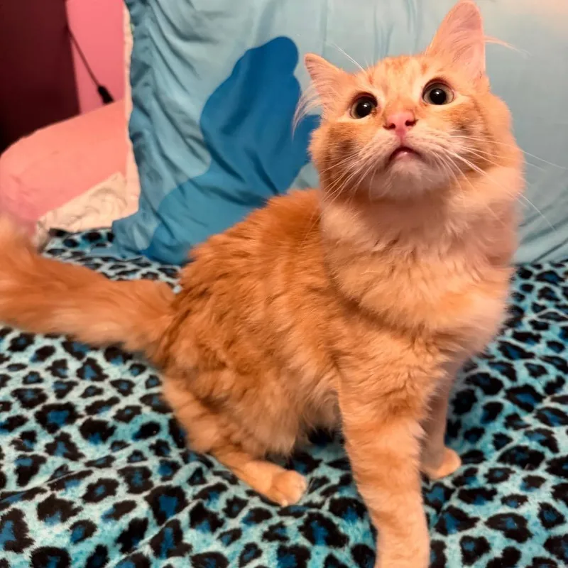 A young small-sized male Orange / Red Domestic Short Hair cat named Mike for adoption in Simi Valley, CA