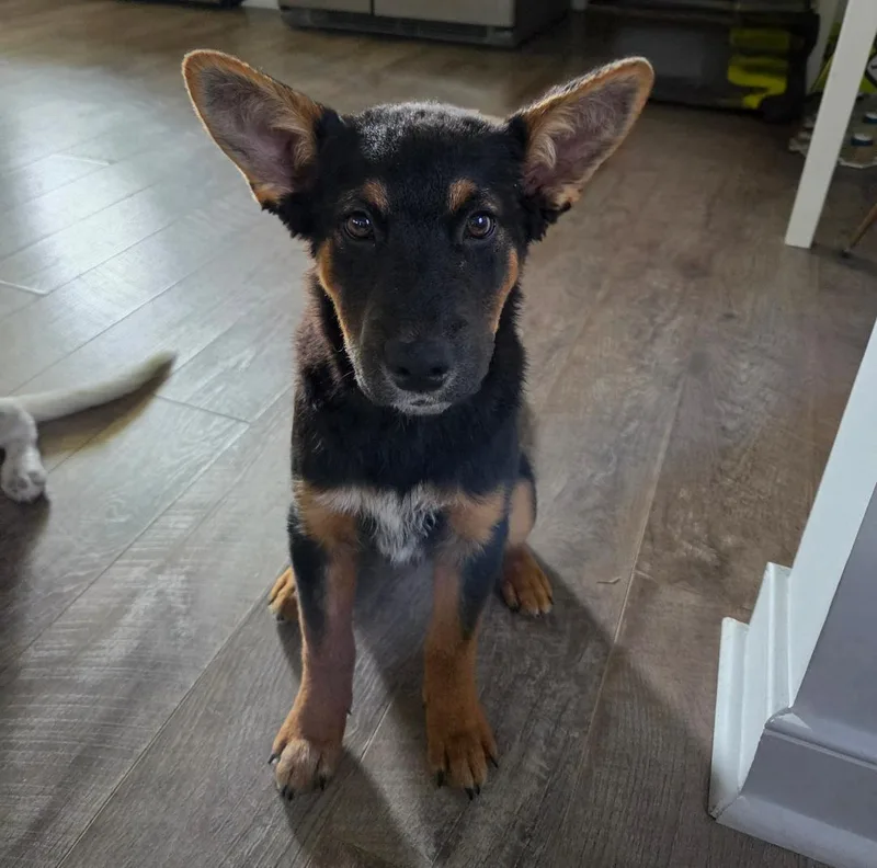 A baby medium-sized male Bicolor Australian Cattle Dog / Blue Heeler dog named Knickolas Cage for adoption in Richmond, VA