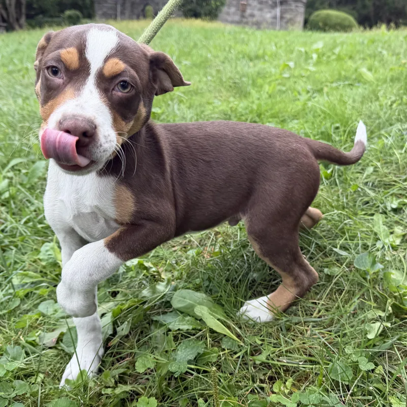 A baby medium-sized male Terrier dog named Liam for adoption in Latrobe, PA