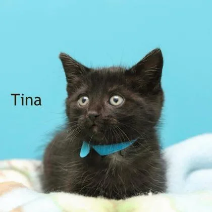 A baby small-sized female Domestic Medium Hair cat named Tina for adoption in Parma, OH