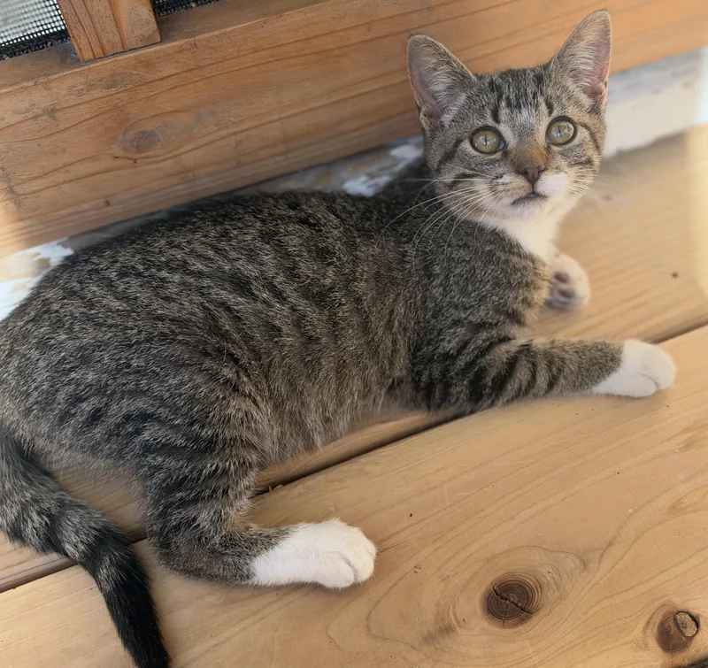 A baby medium-sized male Tabby (Brown / Chocolate) Domestic Short Hair cat named Tiger for adoption in Port Washington, WI