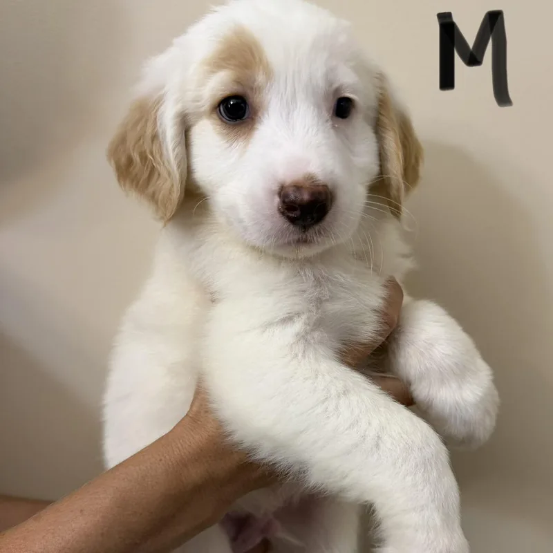 A baby large-sized male Great Pyrenees dog named Kipper for adoption in Hamilton , NJ