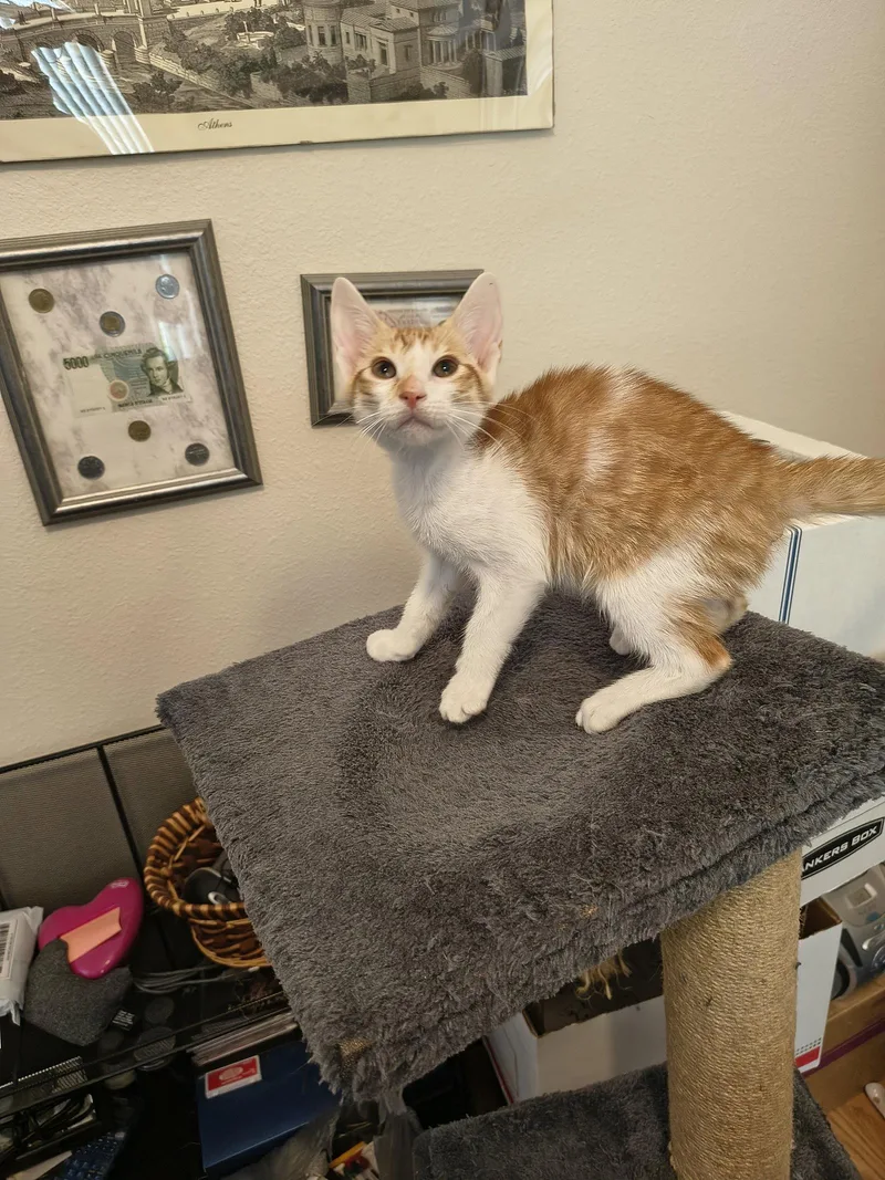 A baby medium-sized male Orange & White Domestic Short Hair cat named Big Ben for adoption in Wesley Chapel, FL