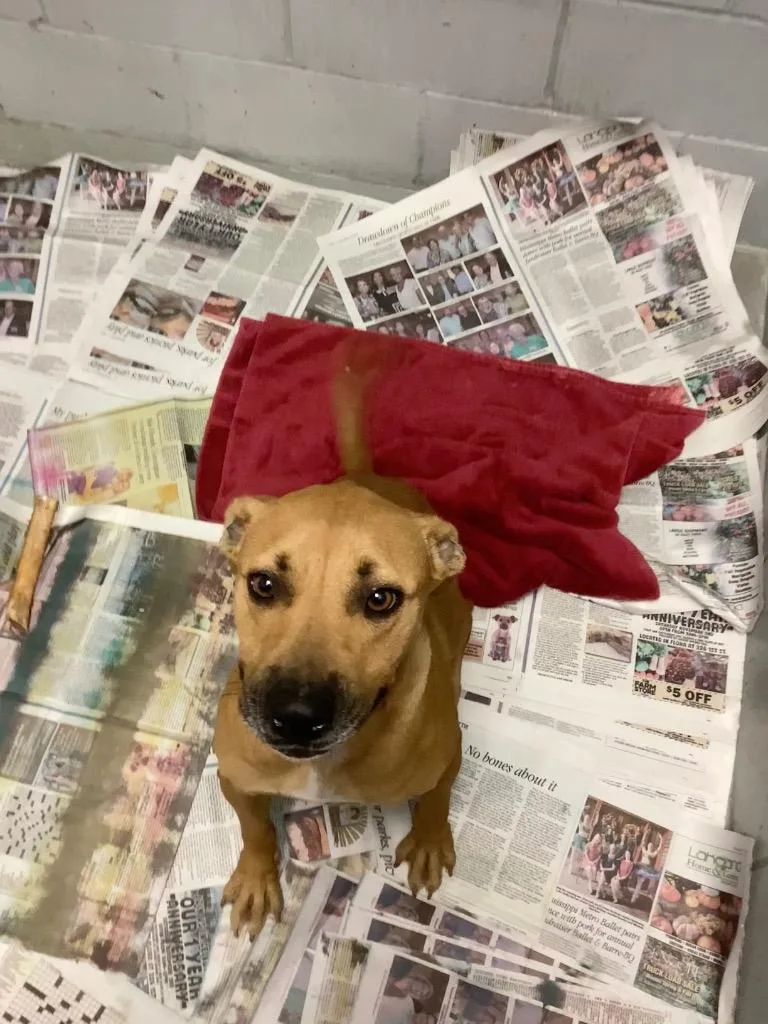 Poinsetta thumbnail 2