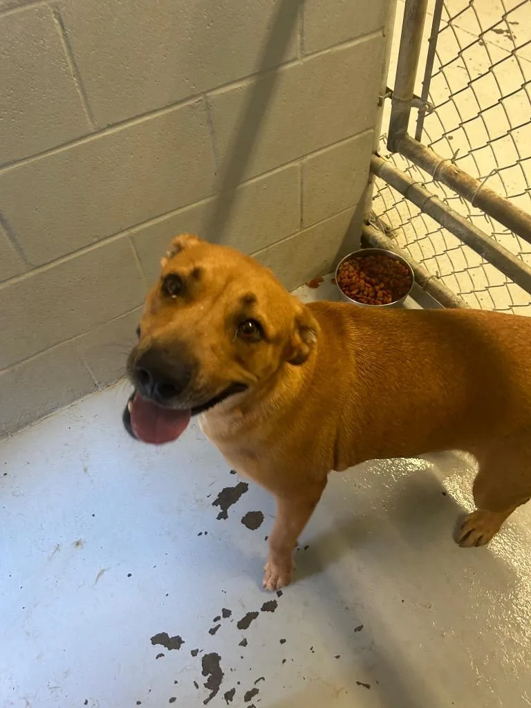 Poinsetta thumbnail 3