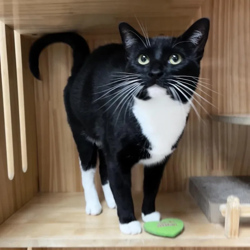 A young medium-sized female Black Domestic Short Hair cat named Toto for adoption in Yucca Valley, CA