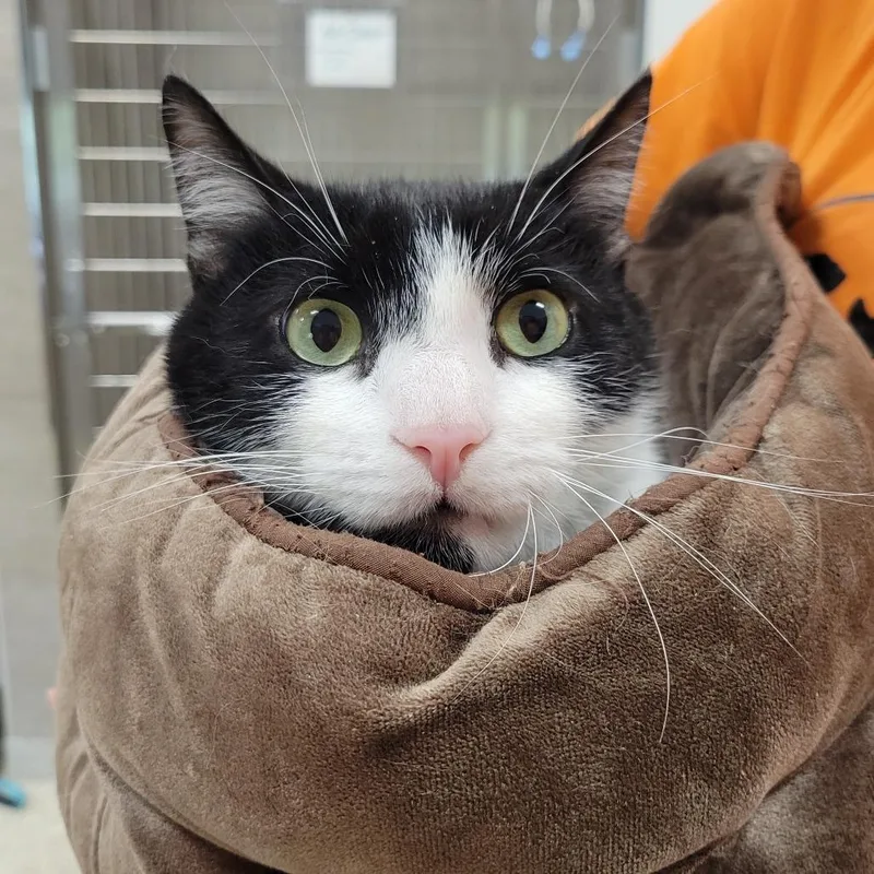 An adult large-sized male Black Domestic Short Hair cat named Batman for adoption in Nashville, IN