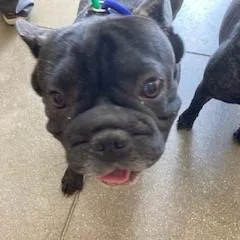 An adult medium-sized male Brindle French Bulldog dog named No Name for adoption in York, PA
