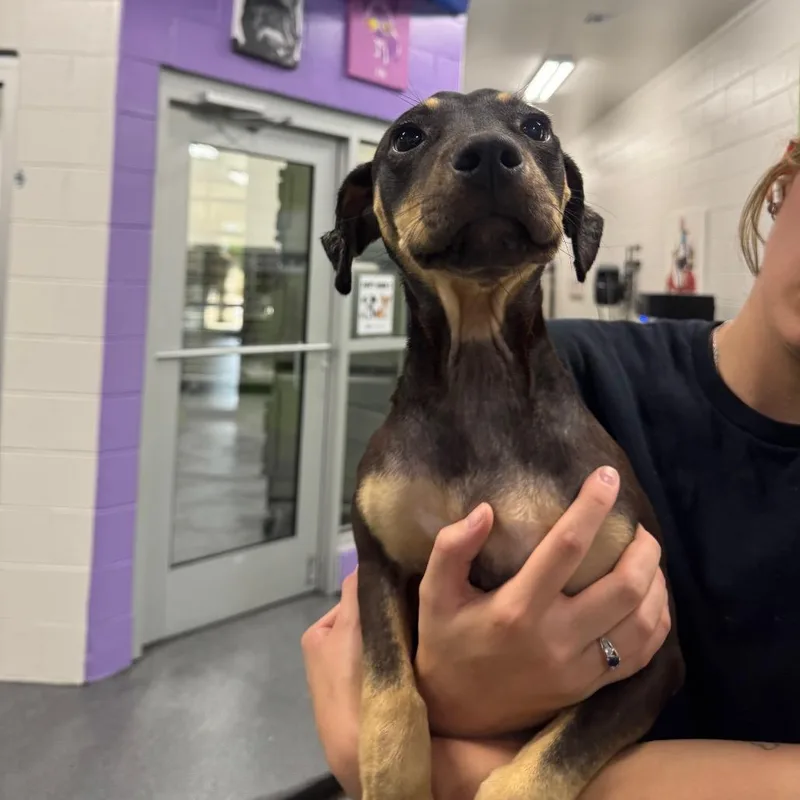 A baby medium-sized female Black Rottweiler dog named Charlotte for adoption in Montgomery, AL