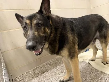 An adult large-sized male German Shepherd Dog dog named Coy for adoption in Gastonia, NC