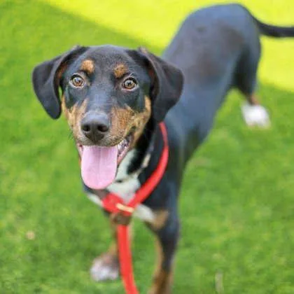 A baby medium-sized male Black Labrador Retriever dog named Randy for adoption in Atlanta, GA