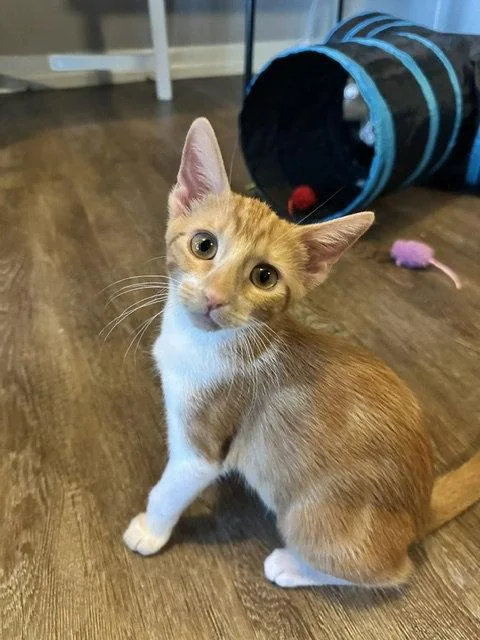A young medium-sized female Orange / Red Domestic Short Hair cat named Lentil for adoption in Dripping Springs, TX