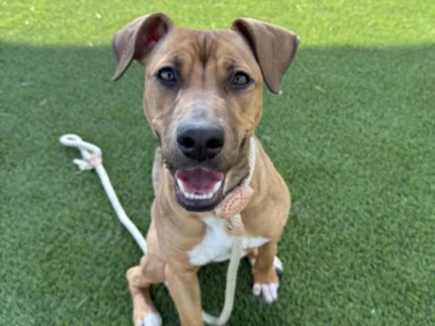 A young small-sized female Mixed Breed dog named Peaches for adoption in Los Angeles, CA