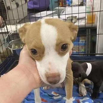 Rhiannon thumbnail 2