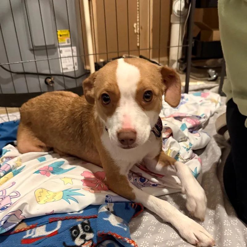 Rhiannon thumbnail 4