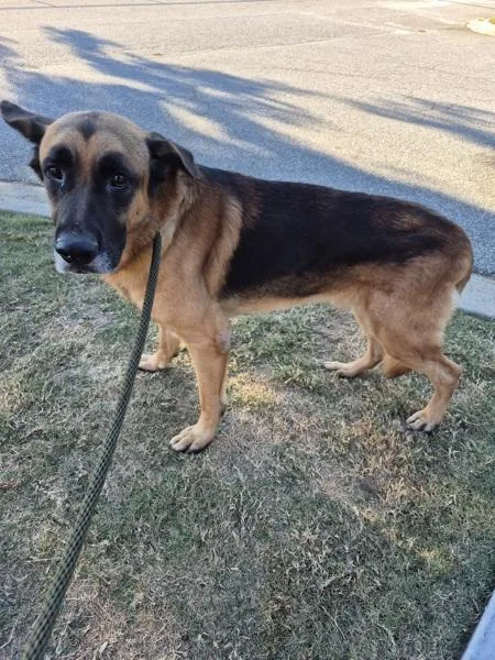 An adult large-sized male German Shepherd Dog named Icc for adoption in Lawrenceville, GA