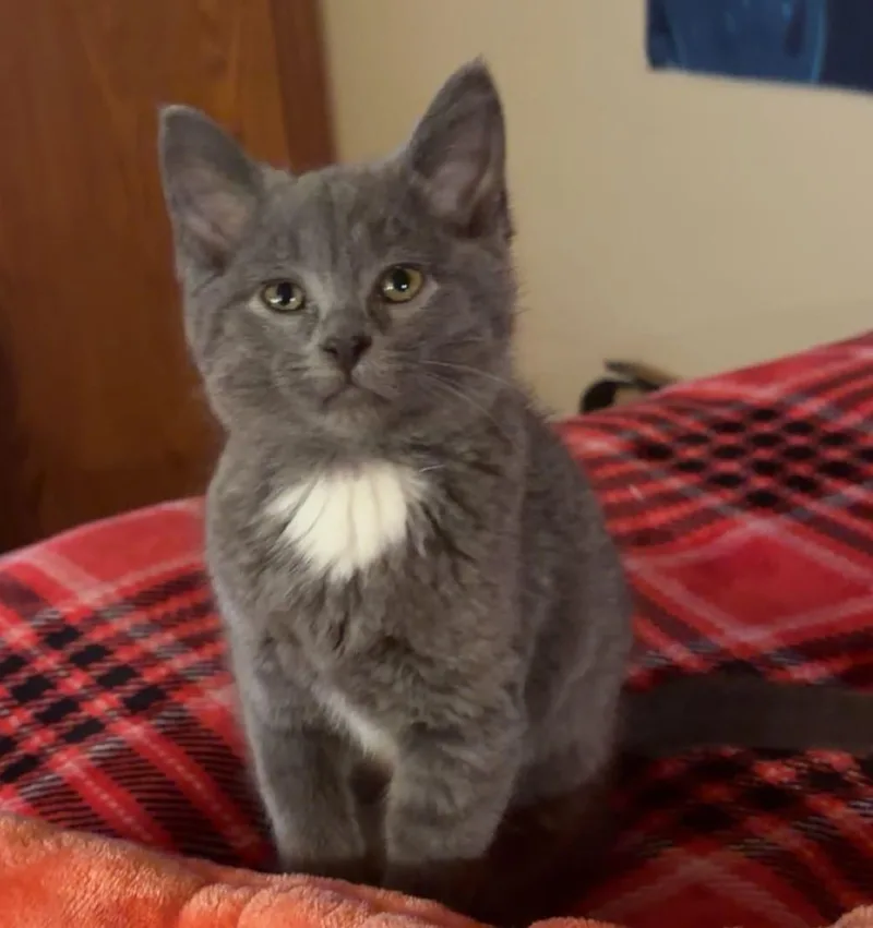 A young small-sized female Gray & White Domestic Short Hair cat named Little Lainey for adoption in Brookings, SD