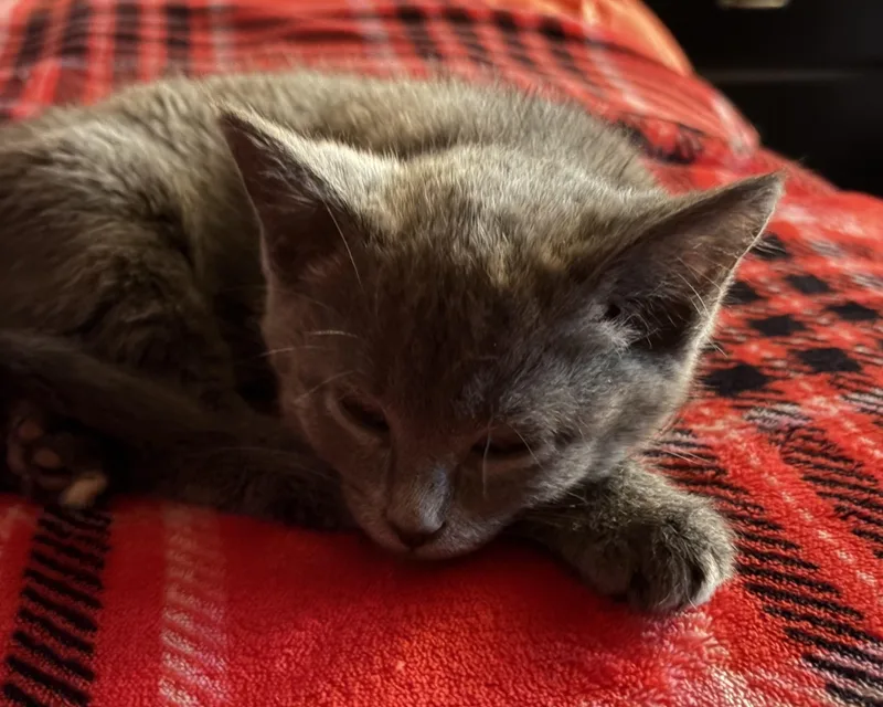 Little Lainey thumbnail 2