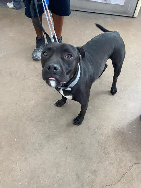 An adult large-sized male Mixed Breed dog named Jango for adoption in Dallas, TX