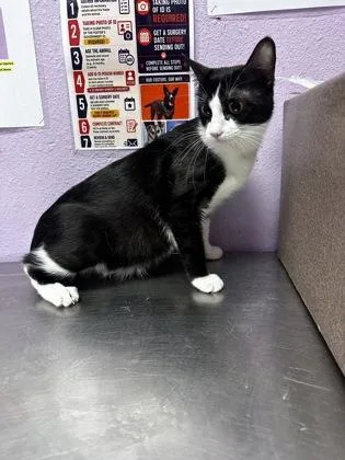 A young medium-sized female Black Domestic Medium Hair cat named 61621096 for adoption in El Paso, TX