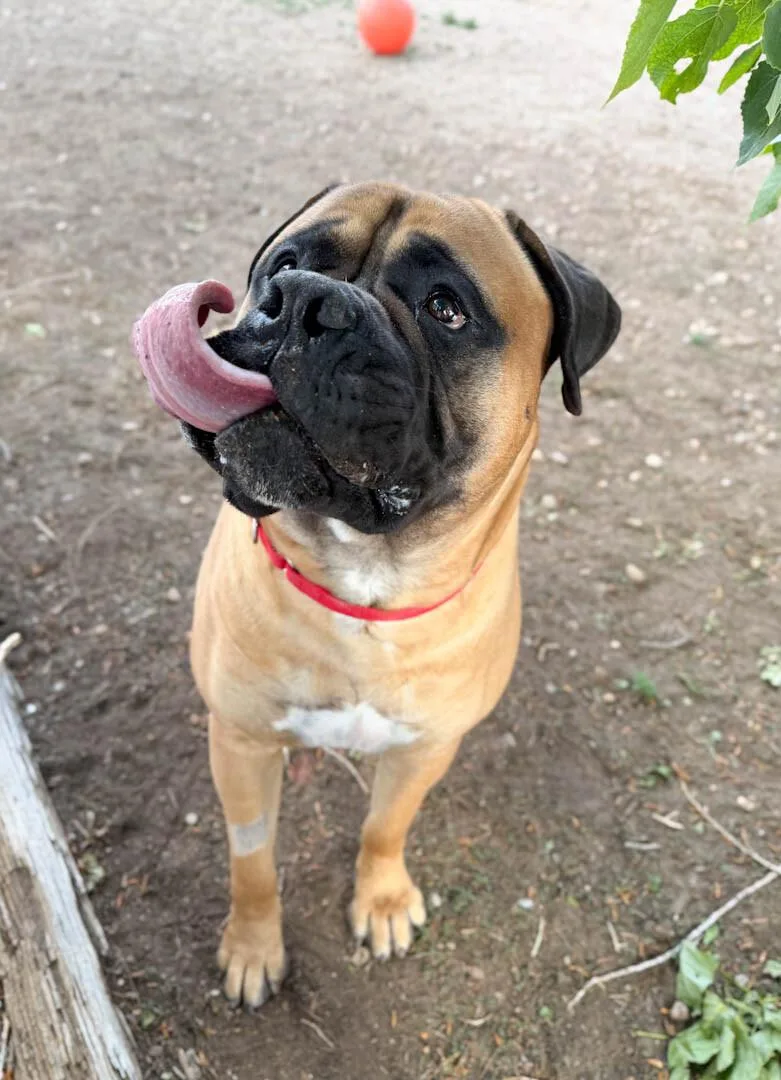 Tito