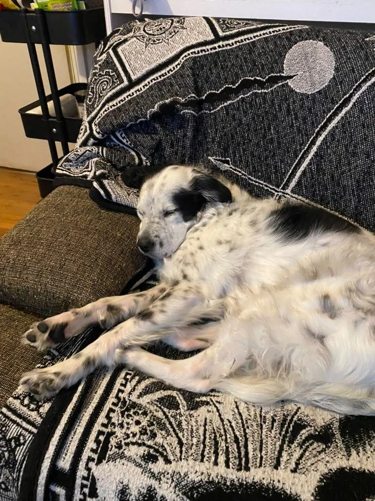 Pepper thumbnail 2