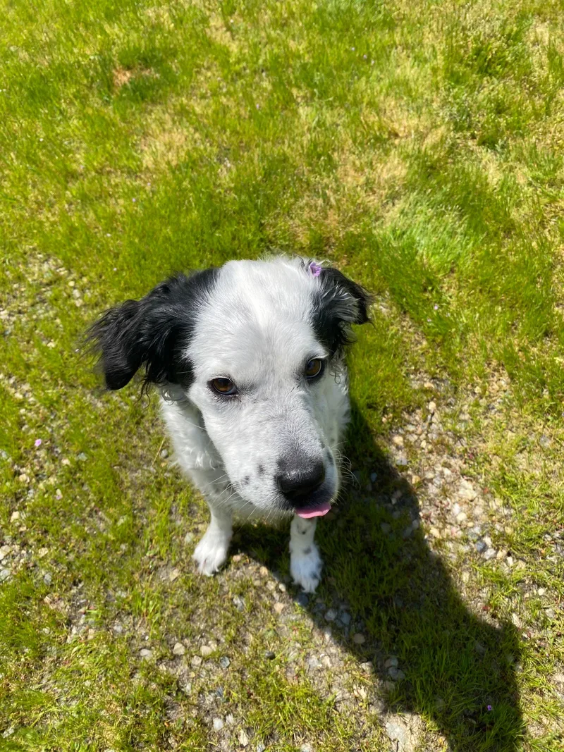 Pepper thumbnail 3