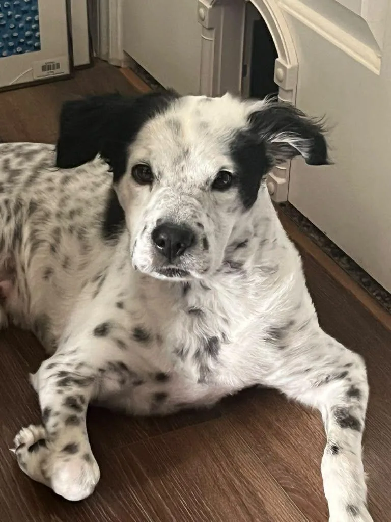 Pepper thumbnail 4