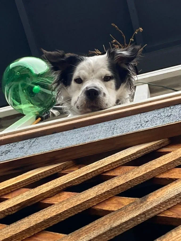 Pepper thumbnail 6