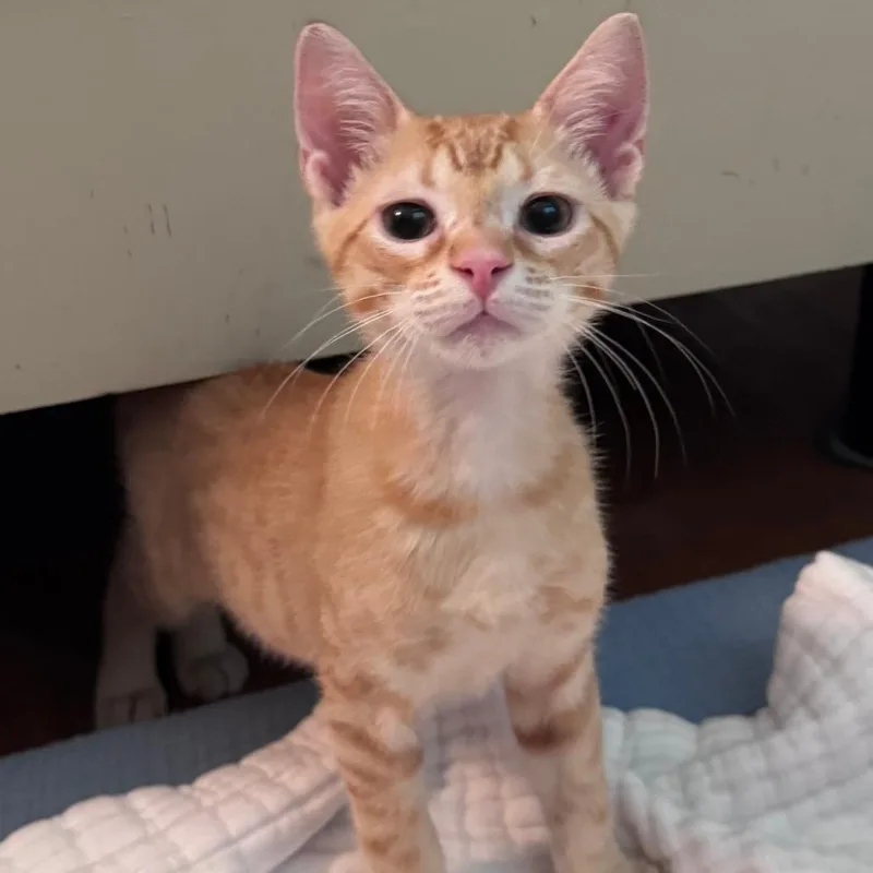 A baby small-sized male Orange / Red Domestic Short Hair cat named Flare for adoption in Jupiter, FL