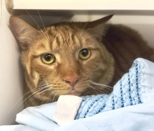 An adult large-sized male Orange / Red Domestic Short Hair cat named SyClone for adoption in Reisterstown, MD