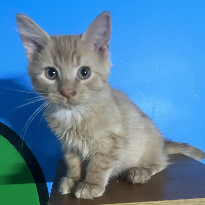 A baby large-sized male Domestic Medium Hair cat named Curry for adoption in Elkton, MD