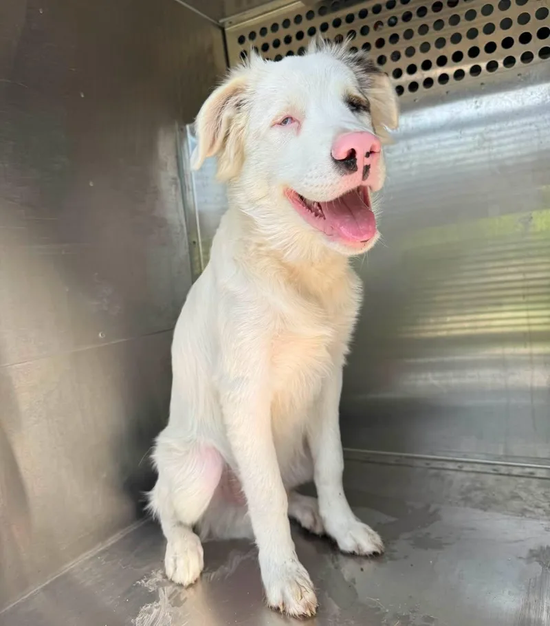 A young medium-sized male Australian Shepherd dog named StingRay for adoption in Rowlett, TX