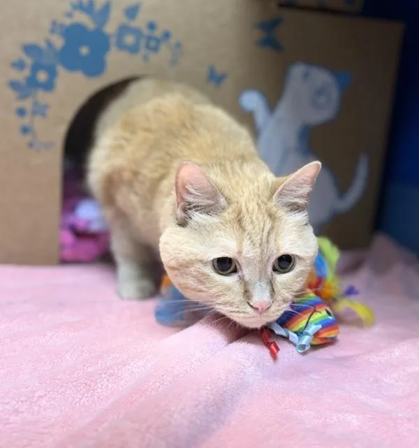 An adult small-sized female Domestic Short Hair cat named Pumpkin for adoption in Sioux City, IA