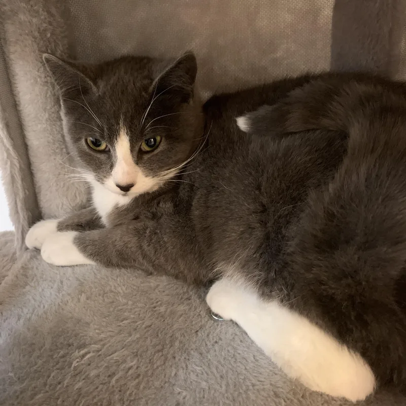 A young medium-sized female Gray & White Domestic Short Hair cat named Cybill for adoption in Saint Charles, MO